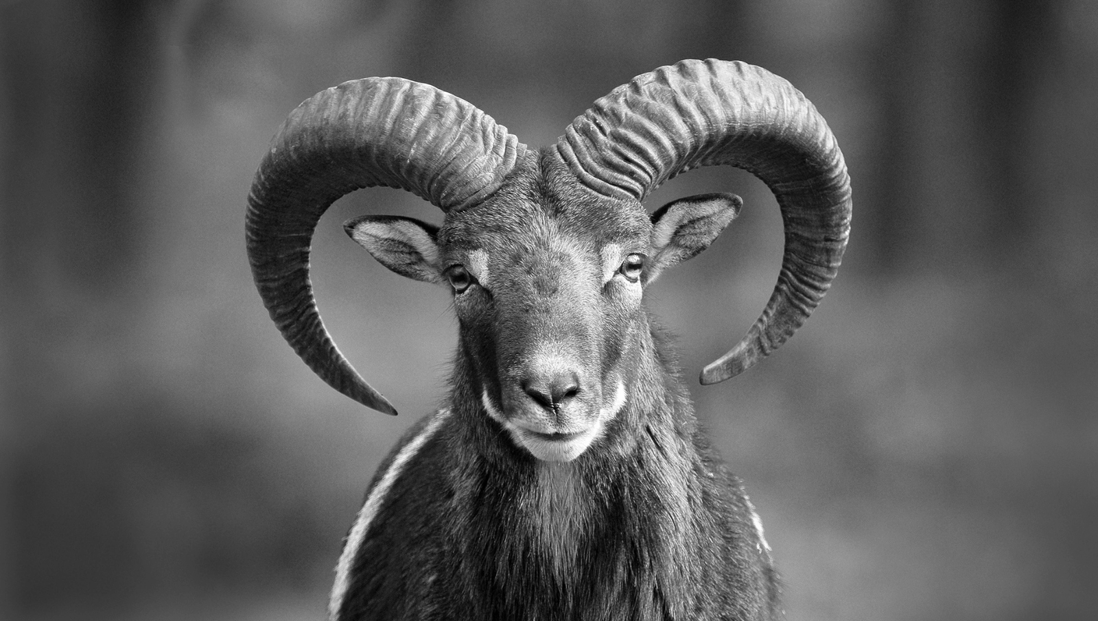 Miksi ROAS (mainostuotto) on yksinään huono markkinoinnin mittari